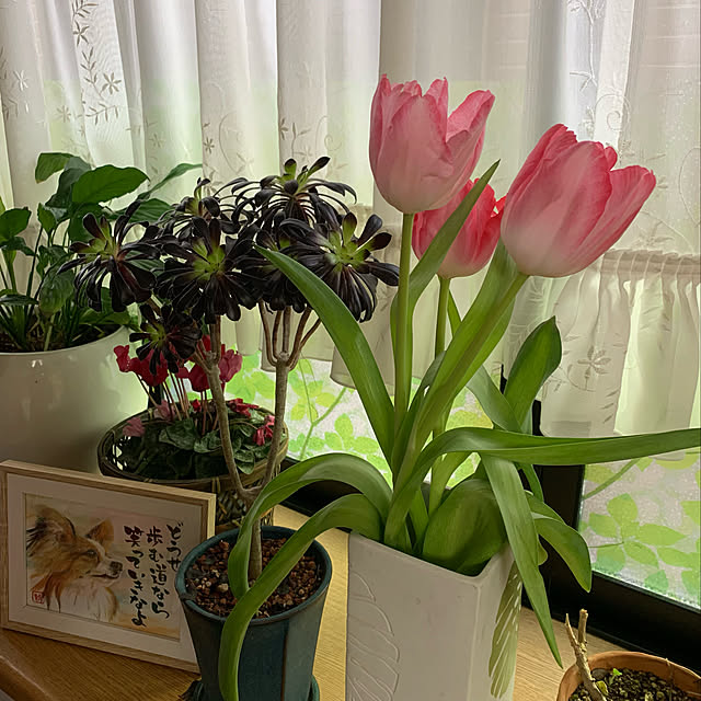 sakulaさんの実例写真