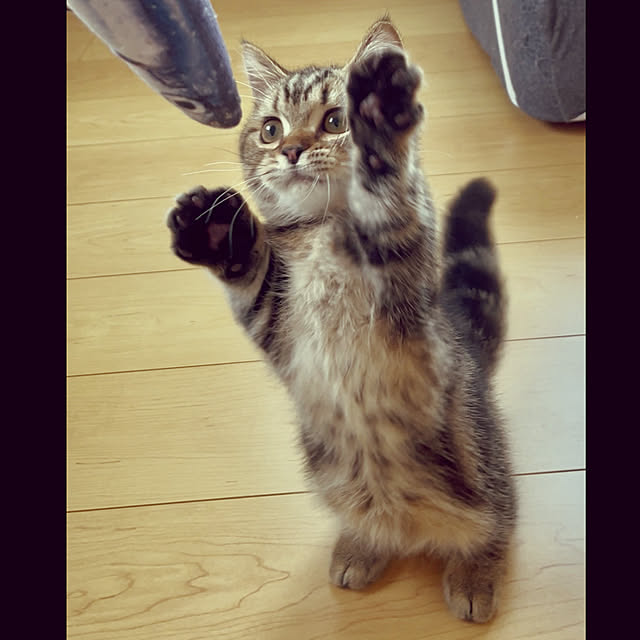 chiiさんの実例写真