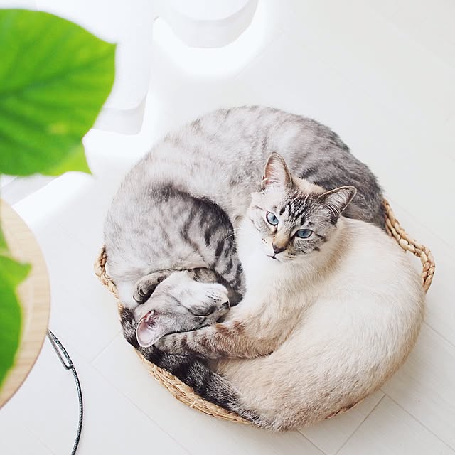ineko_kさんの実例写真