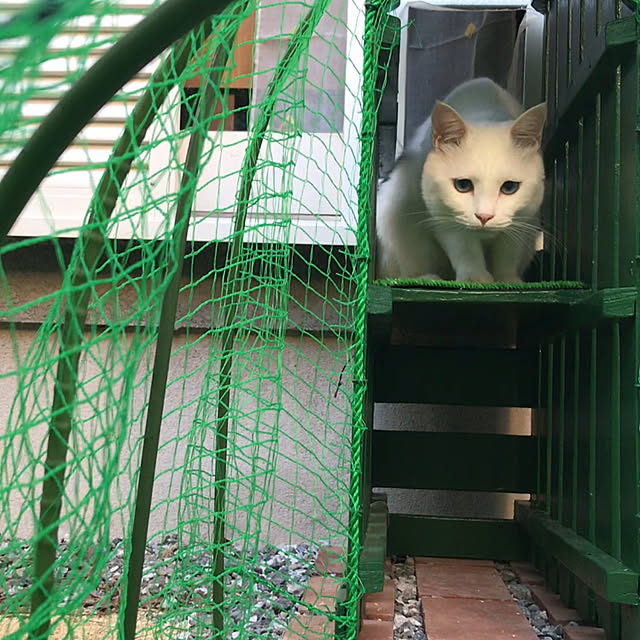nyanko-beamさんの実例写真