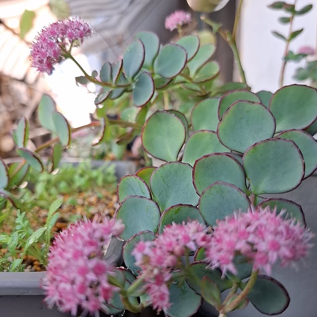 noaさんの実例写真