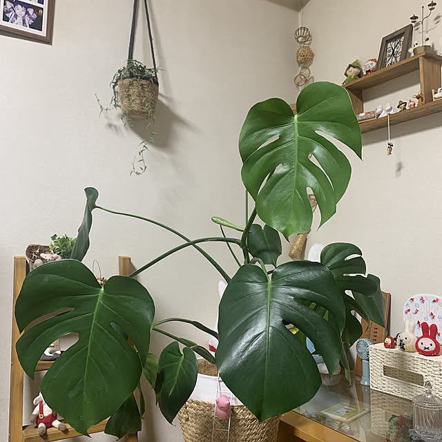 JUNさんの実例写真