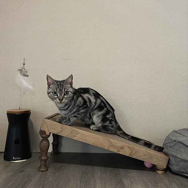 Yuki_with_a_tailさんの実例写真