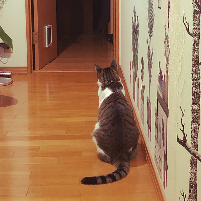 jijiさんの実例写真