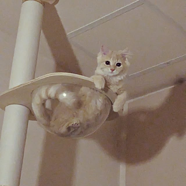 shioさんの実例写真