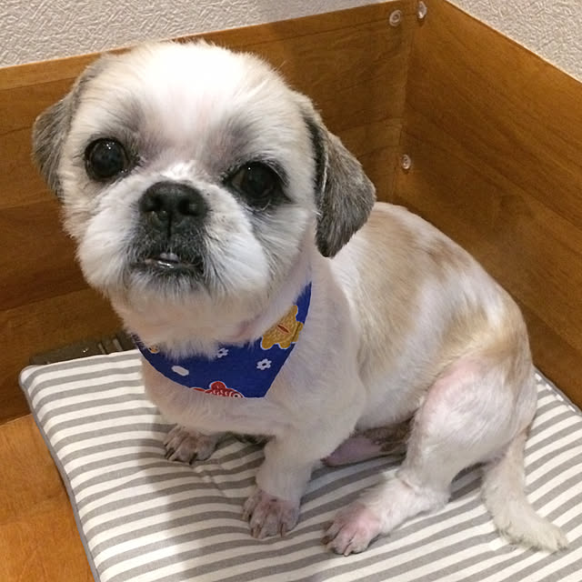 lenkaさんの実例写真