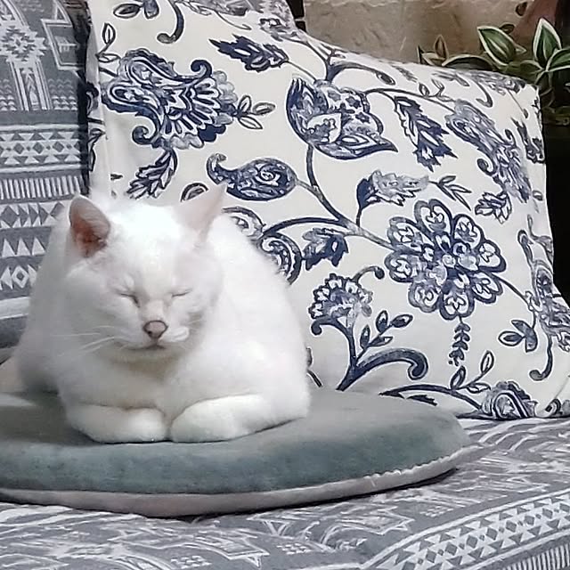 38catさんの部屋