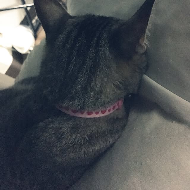 sayasさんの実例写真
