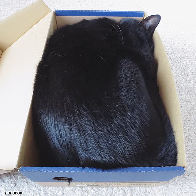 cocoronさんの実例写真