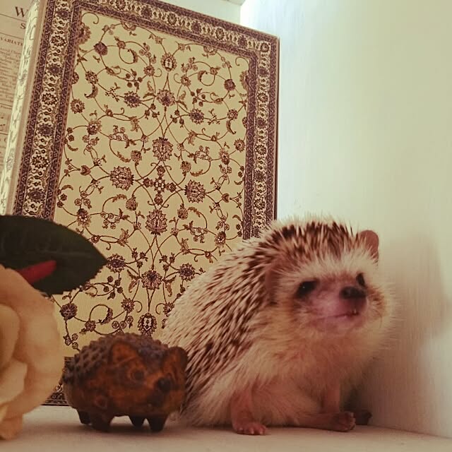 kuruさんの実例写真