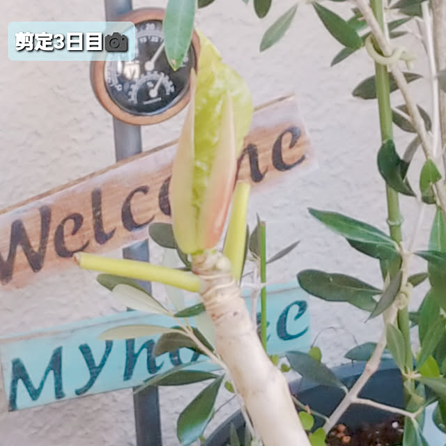 CYNOSさんの実例写真
