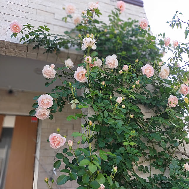 doidoiさんの実例写真