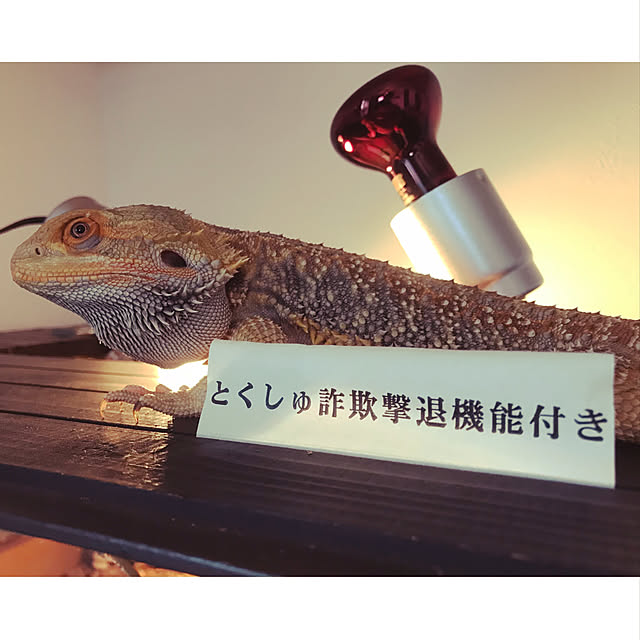 japitonさんの実例写真