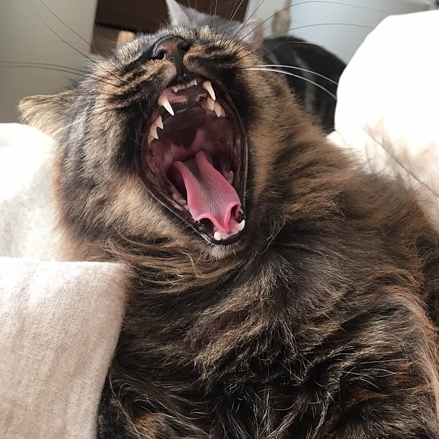 mikomaruさんの実例写真