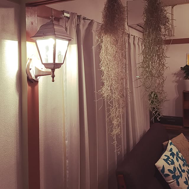 壁/天井/エアプランツ/照明/カフェ風のインテリア実例 - 2015-10-05 18:26:49
