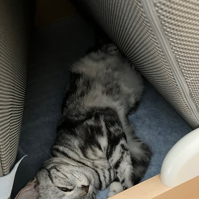 wahahaさんの実例写真