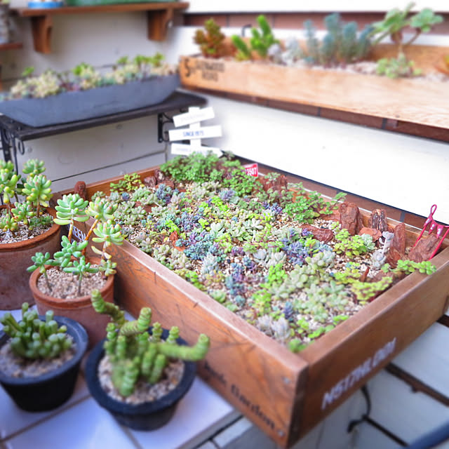 多肉植物/木製プランター DIY/多肉棚 DIY/ベランダガーデニング 多肉植物/木製プランター DIY/多肉棚 DIY/ベランダガーデニング