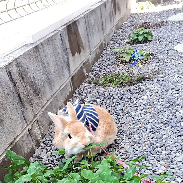 aiさんの実例写真