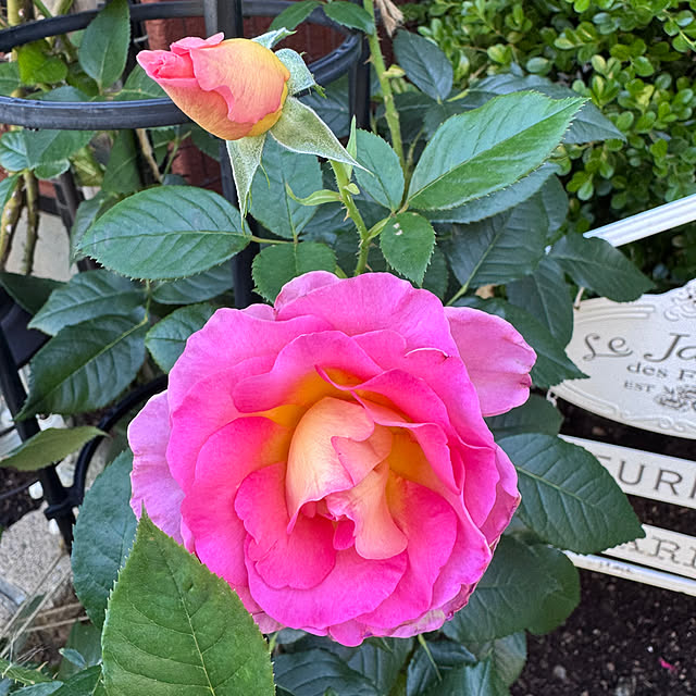 RoseLife5818さんの部屋