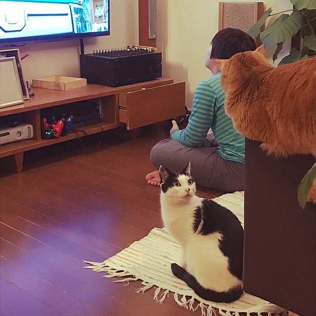 実例写真