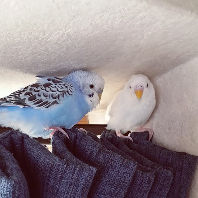 karinさんの実例写真