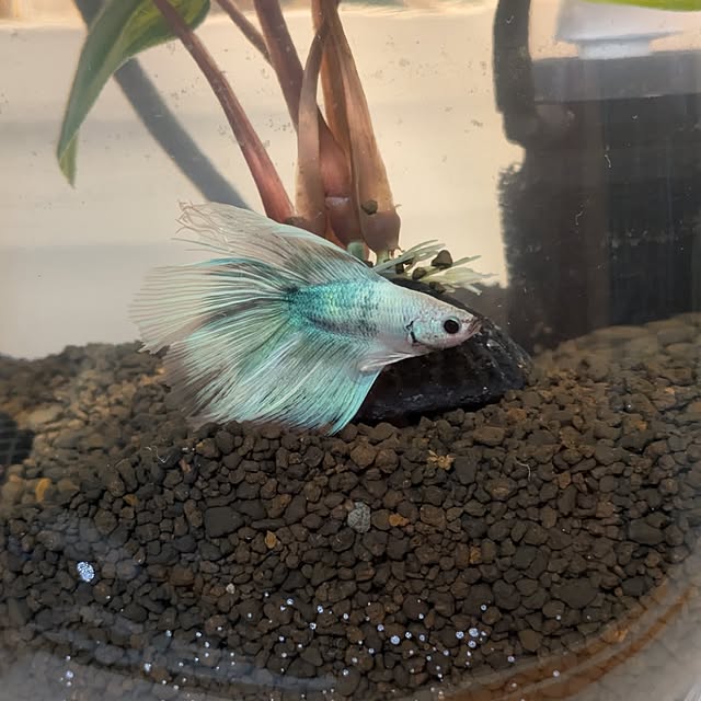 lonlonさんの部屋