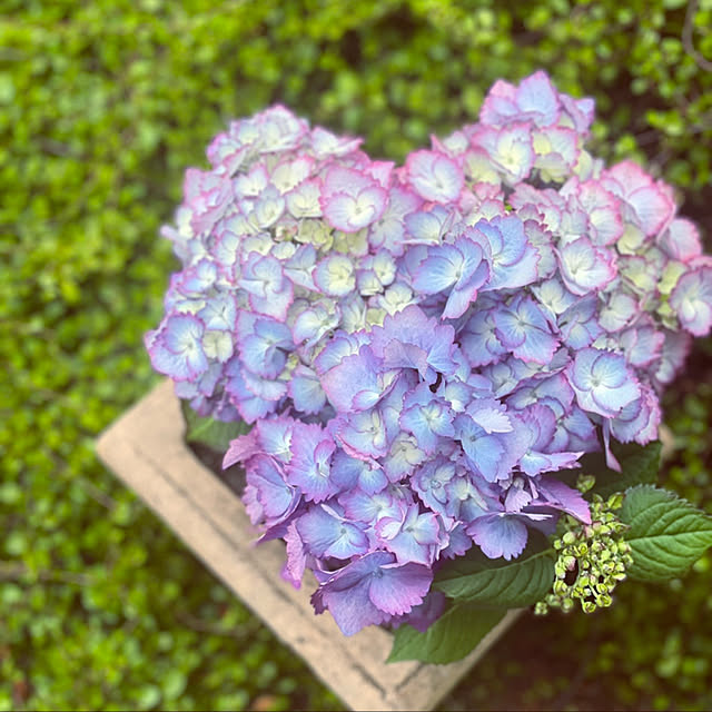 ハートの紫陽花/あじさい/紫陽花/2022.7.3/NO GREEN NO LIFE...などのインテリア実例 - 2022-07-03 09:10:55