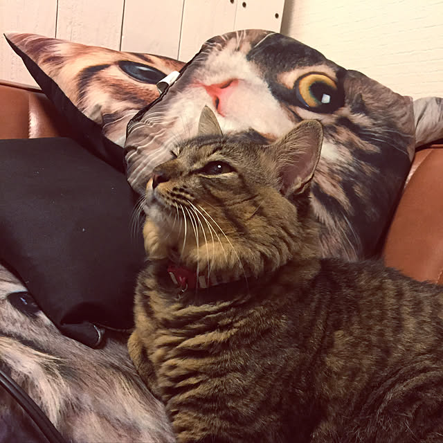 oniyomeさんの実例写真