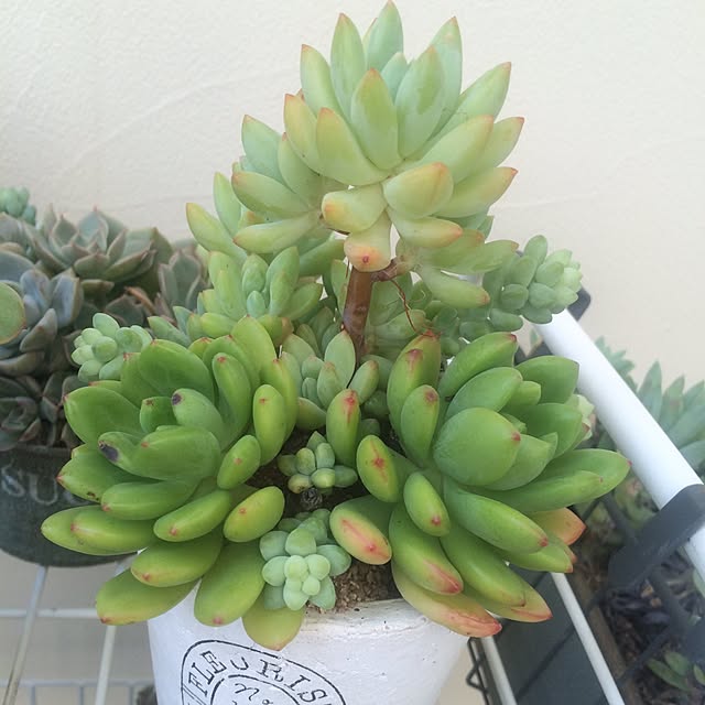 cocoさんの実例写真