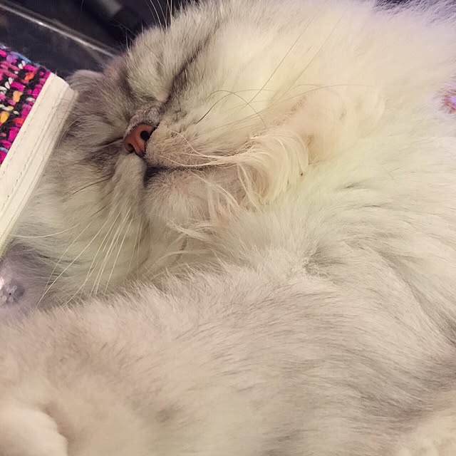 horurunさんの実例写真