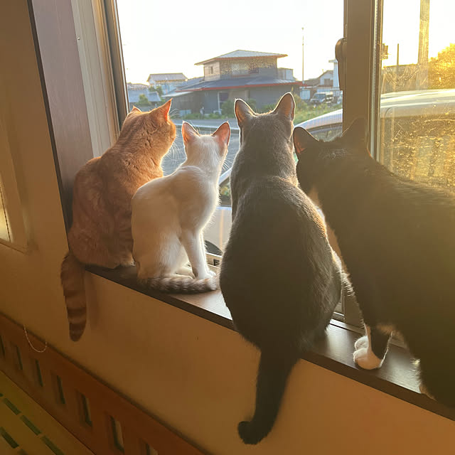 nekoさんの実例写真