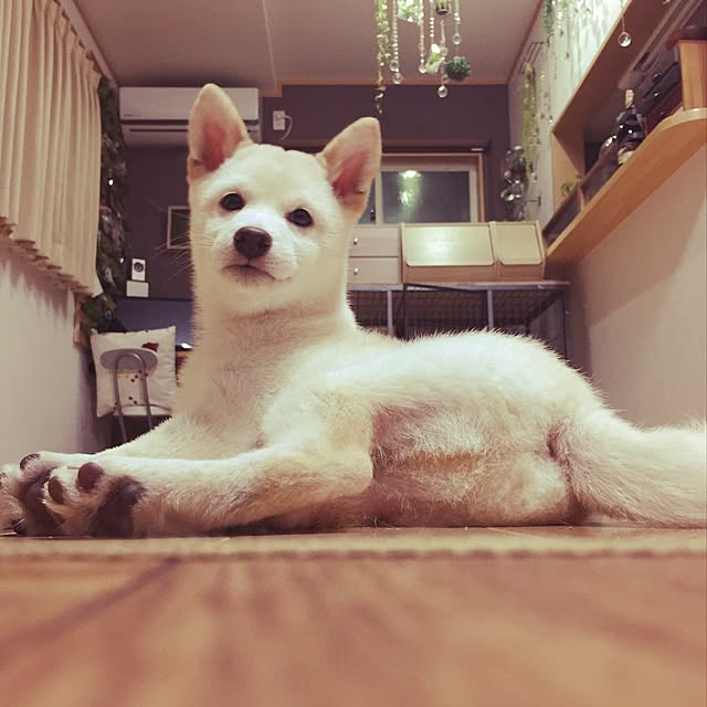 littleさんの実例写真