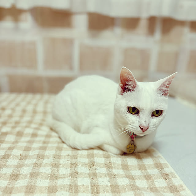 Maiさんの部屋