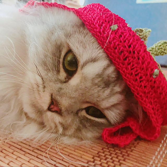 わたしのハンドメイド 冬/ミヌエット/ねこと暮らす/部屋全体のインテリア実例 - 2022-01-06 08:49:54