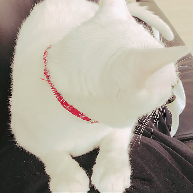 yucoさんの実例写真