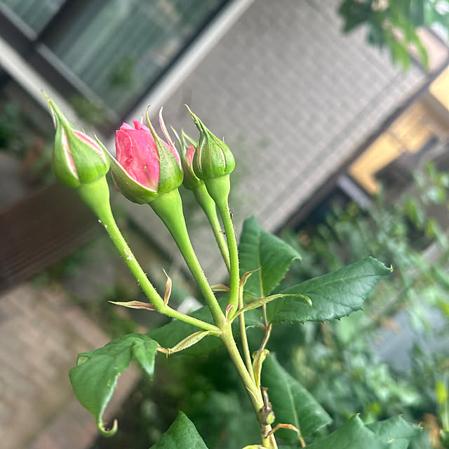 botanさんの部屋