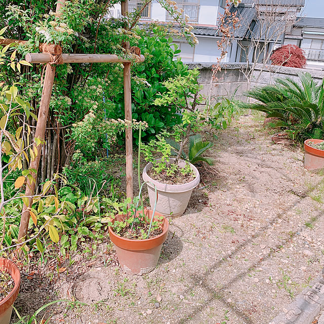 Shinamonさんの実例写真