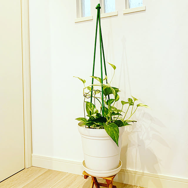 観葉植物/ホワイト系/いいね！ありがとうございます◡̈♥︎/シンプル/壁/天井のインテリア実例 - 2019-10-22 17:40:52