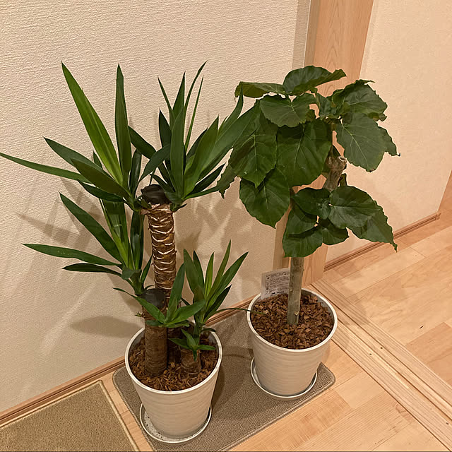 YukikunMonsterさんの実例写真
