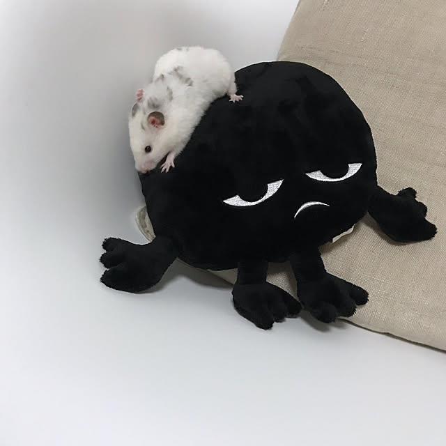 chiiiii0808さんの実例写真