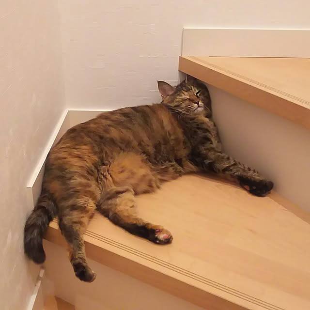 Yukoさんの実例写真