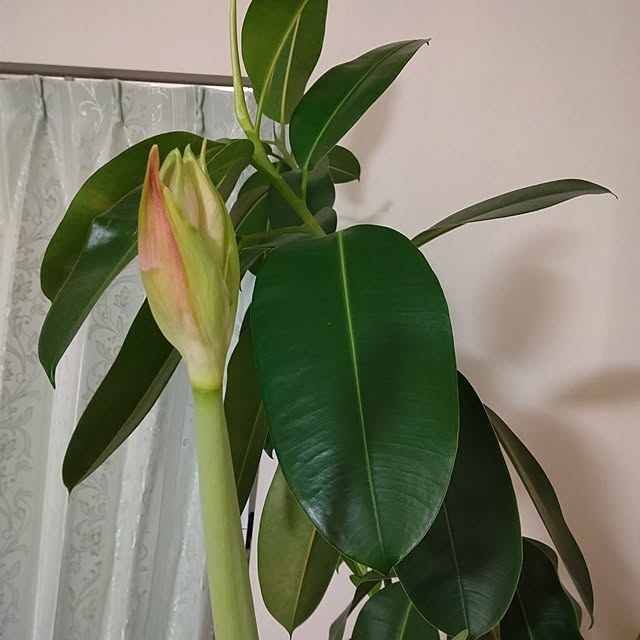 guiさんの部屋