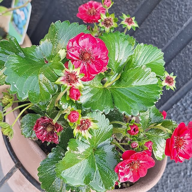 hanapanさんの部屋