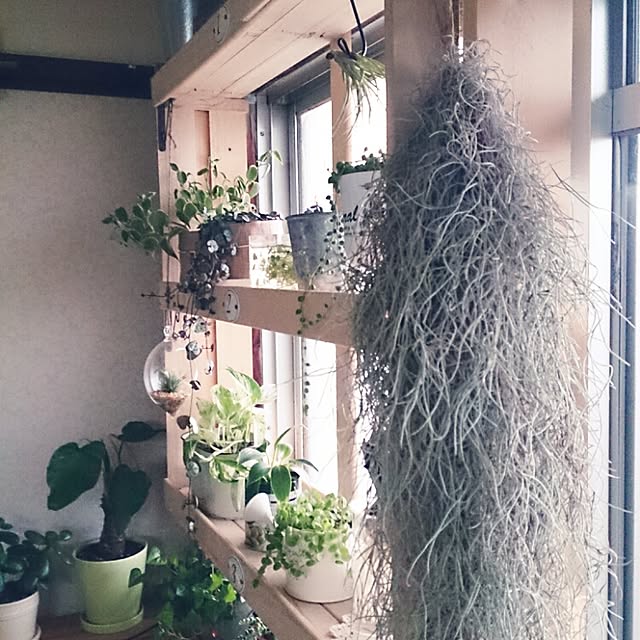 miporin0711さんの実例写真