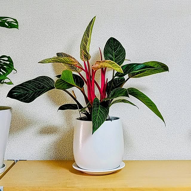 hanachanさんの部屋