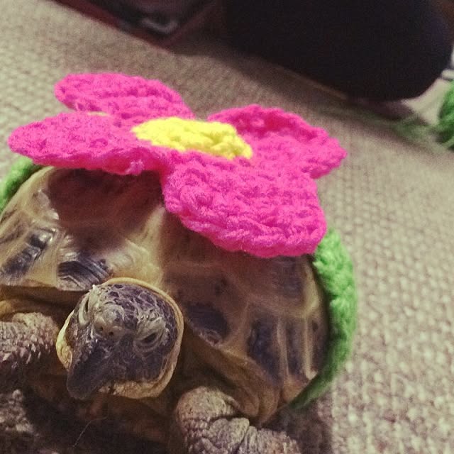 kanappiさんの実例写真