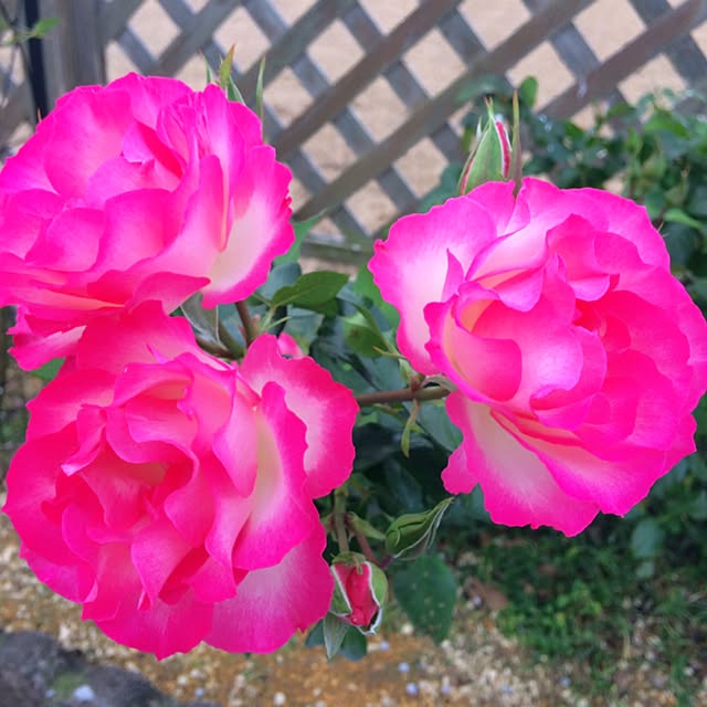 HappyRoseさんの実例写真