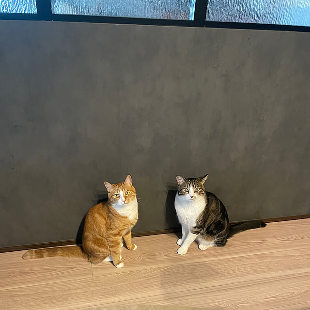 maimaiさんの実例写真