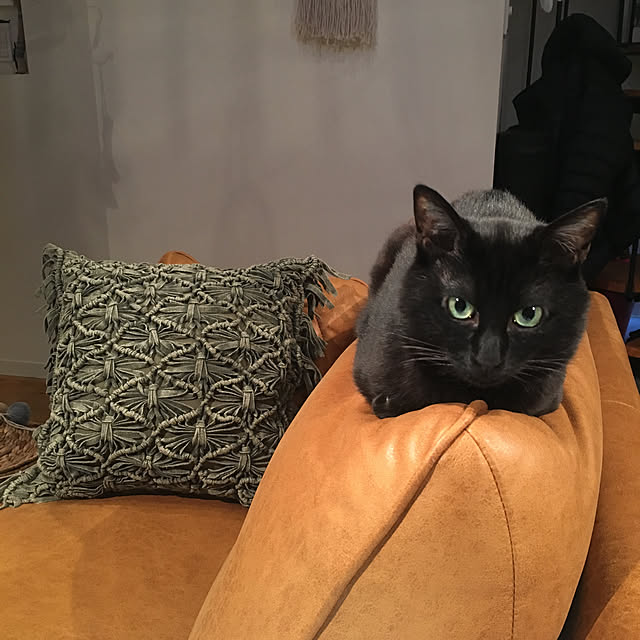 pitaさんの実例写真