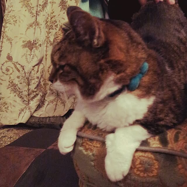 emmyyさんの実例写真